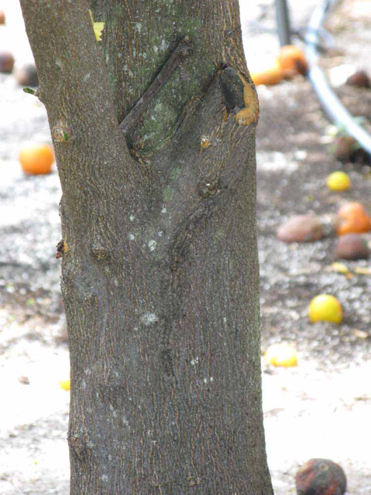            Bark (Winter Haven, FL)   